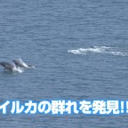 イルカの群れ