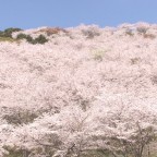 満開の桜 花立公園