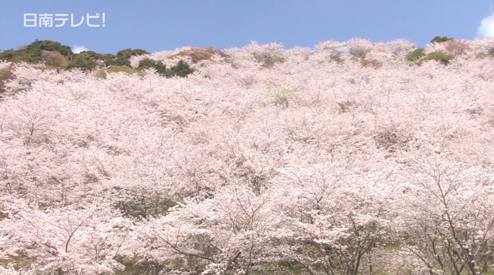 桜満開の花立公園