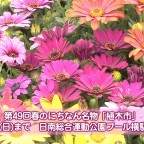 植木市