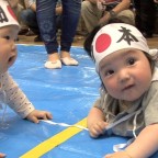 赤ちゃんハイハイ競争