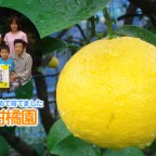 生産者　外山柑橘園