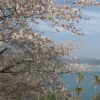 4K映像 山桜が見頃