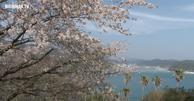 山桜が見頃（4K映像）