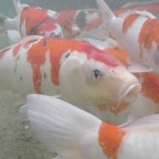 飫肥城下町 鯉の遊泳が復活