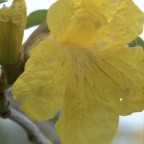 イペの花が見頃