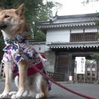城下町にお姫様が登場？