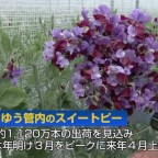 スイートピー収穫・初出荷始まる