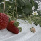 今シーズンいちご園オープン