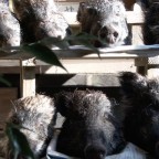 潮嶽神社 2016年の作柄占い