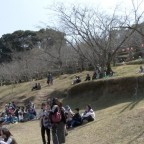 サクラの名所 竹香園の桜まつりが復活