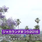 ジャカランダが開花