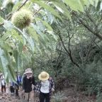 栗拾いノルディックウォーキング