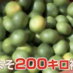 早生みかん窃盗事件