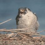 鳴き声が聴ける野鳥写真展