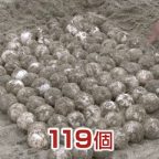 アカウミガメ上陸 今年初の産卵
