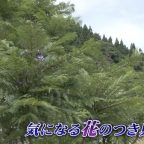 ジャカランダまつり2017