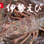 日南海岸捕れ「伊勢えび」