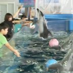 イルカランド大運動会