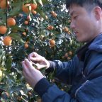 完熟きんかん「たまたま」収穫はじまる