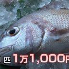 初競り 鯛が１万１０００円!?