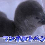 ペンギンの赤ちゃん公開　イルカランド