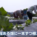 芋苗の植え付け始まる