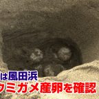 アカウミガメの産卵を確認
