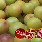 完熟梅酒仕込み始まる　松の露酒造