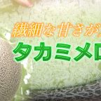 タカミメロン収穫ピーク