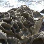 猪崎鼻 国の天然記念物に追加指定