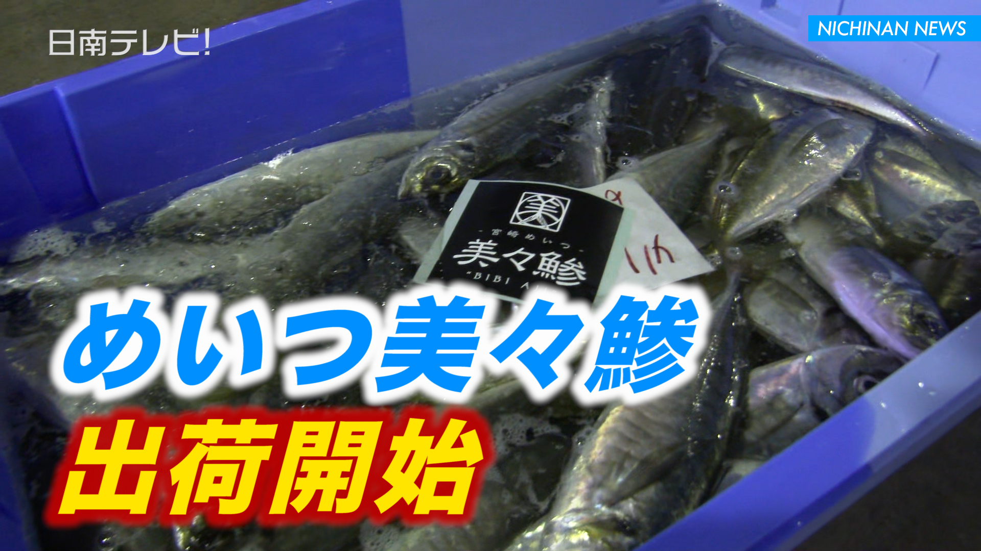 めいつ美々鯵が出荷開始