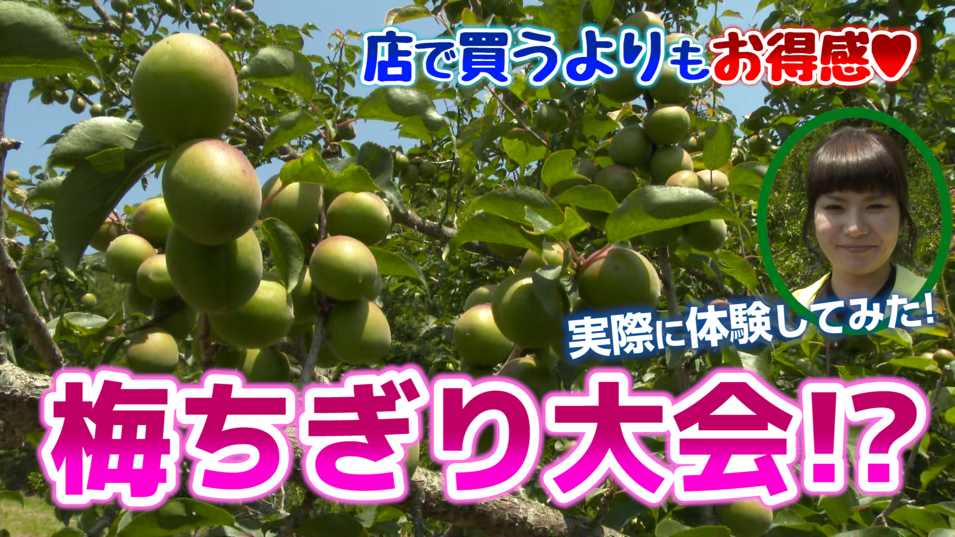 南香梅ちぎり体験