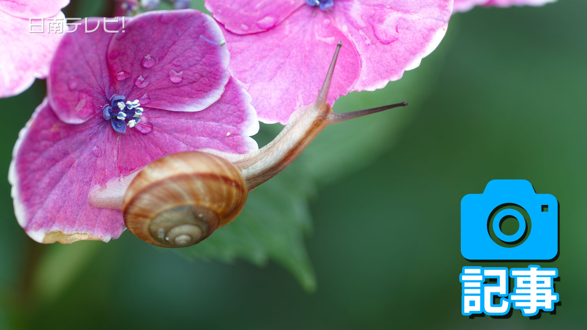 九州南部梅雨入り