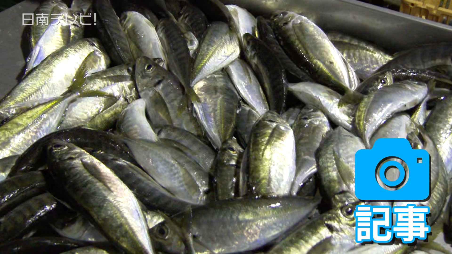 めいつ美々鯵 去年よりも漁獲量減少