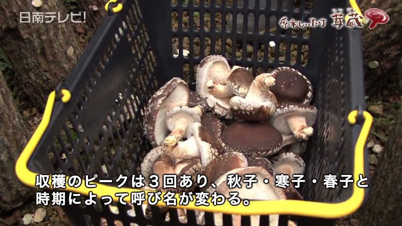 7月7日は乾しいたけの日