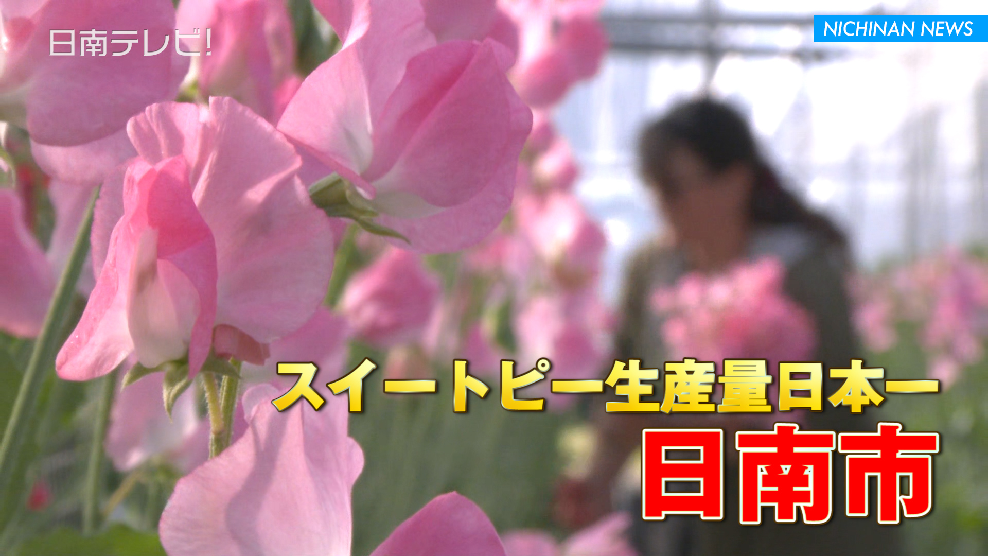 スイートピー収穫始まる