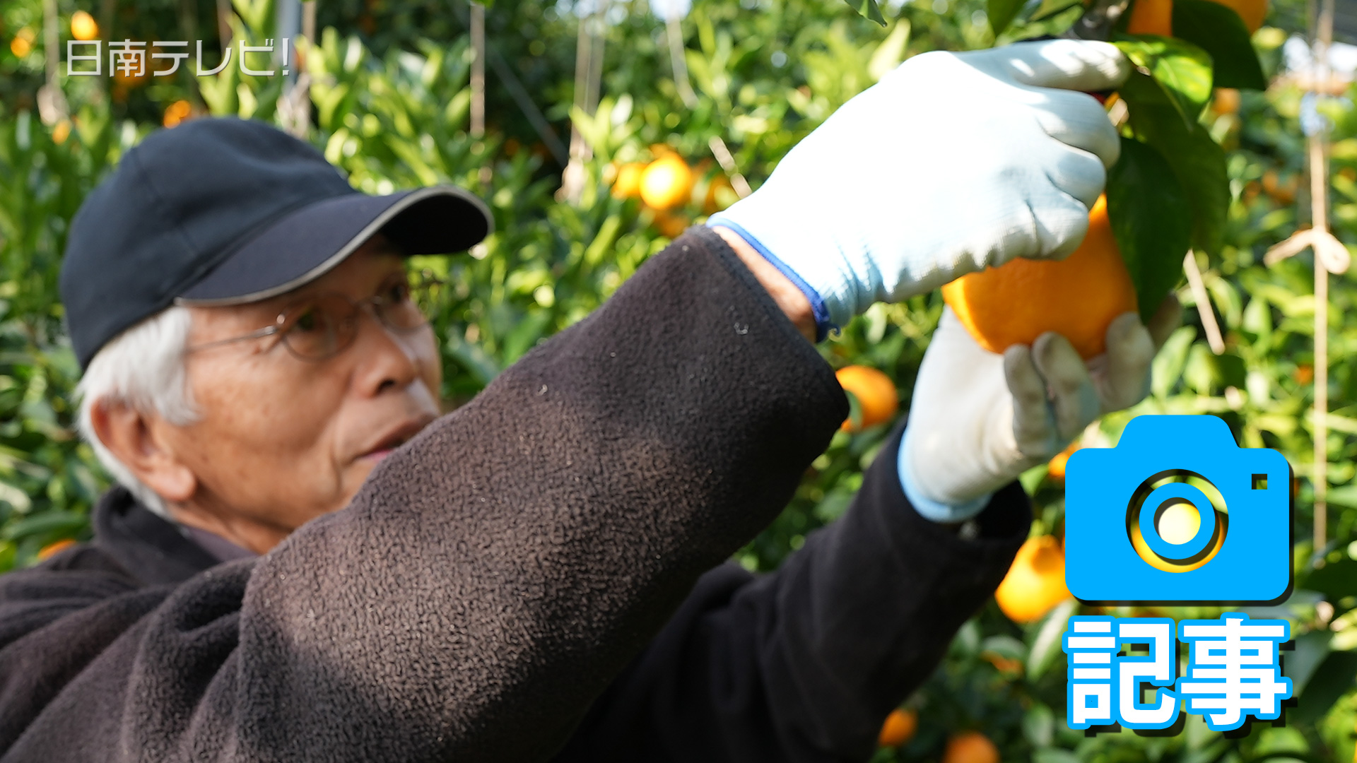 不知火の収穫始まる