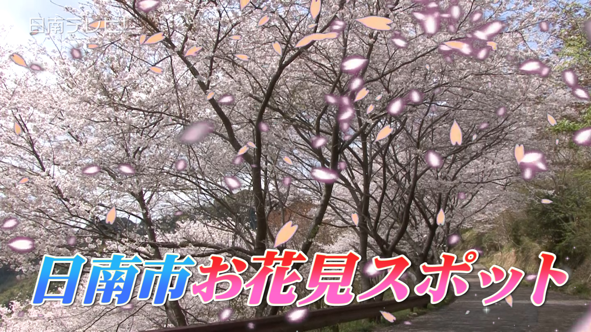 日南のサクラ 花見スポット