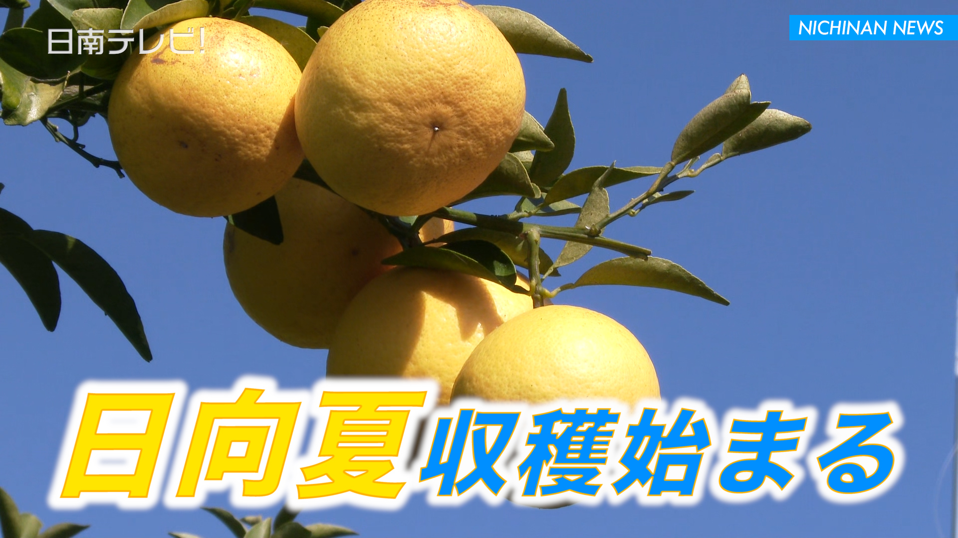 日向夏の収穫始まる
