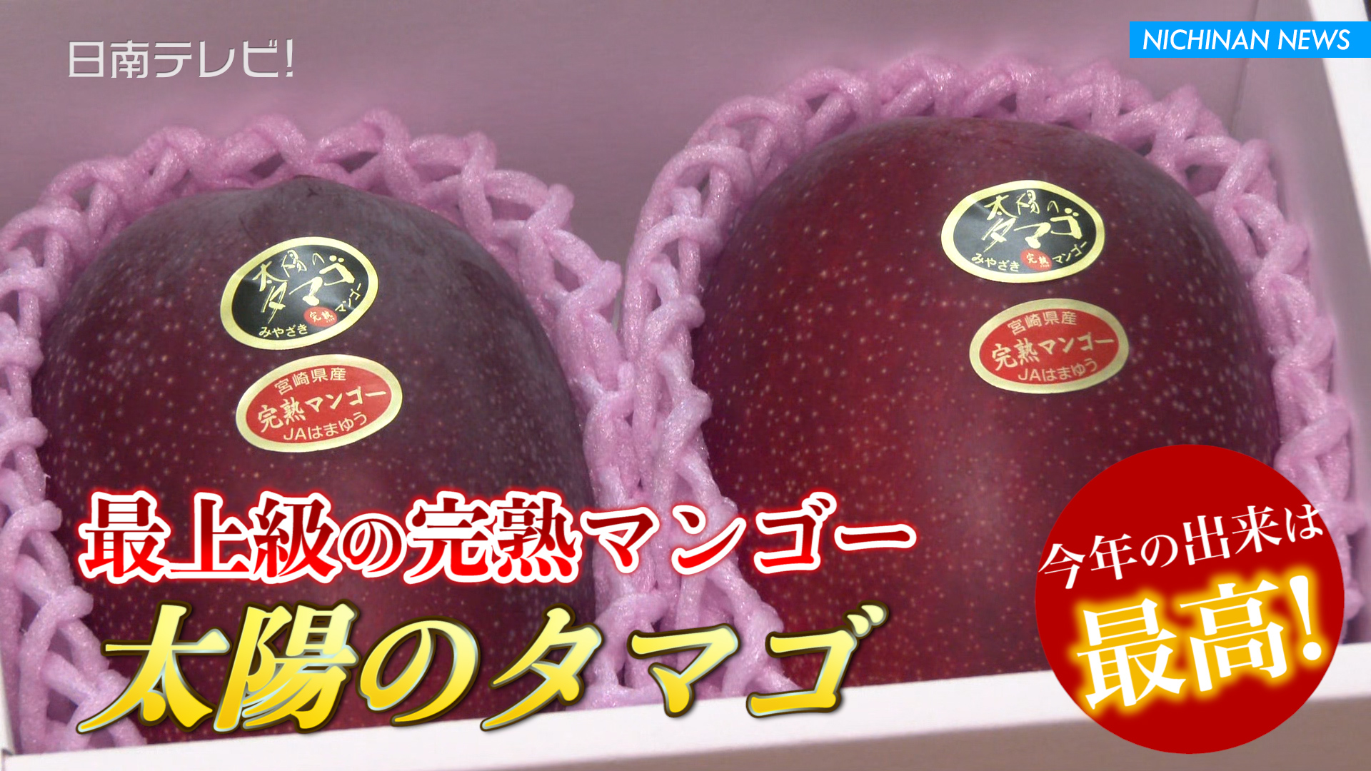 今年の出来は最高！完熟マンゴーを贈呈