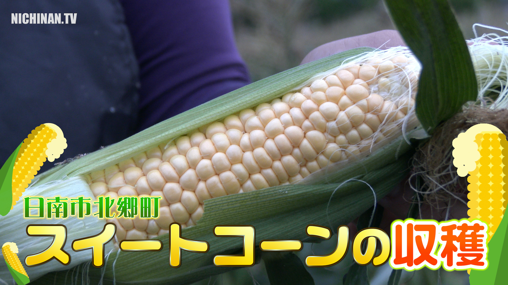 早朝のスイートコーン収穫