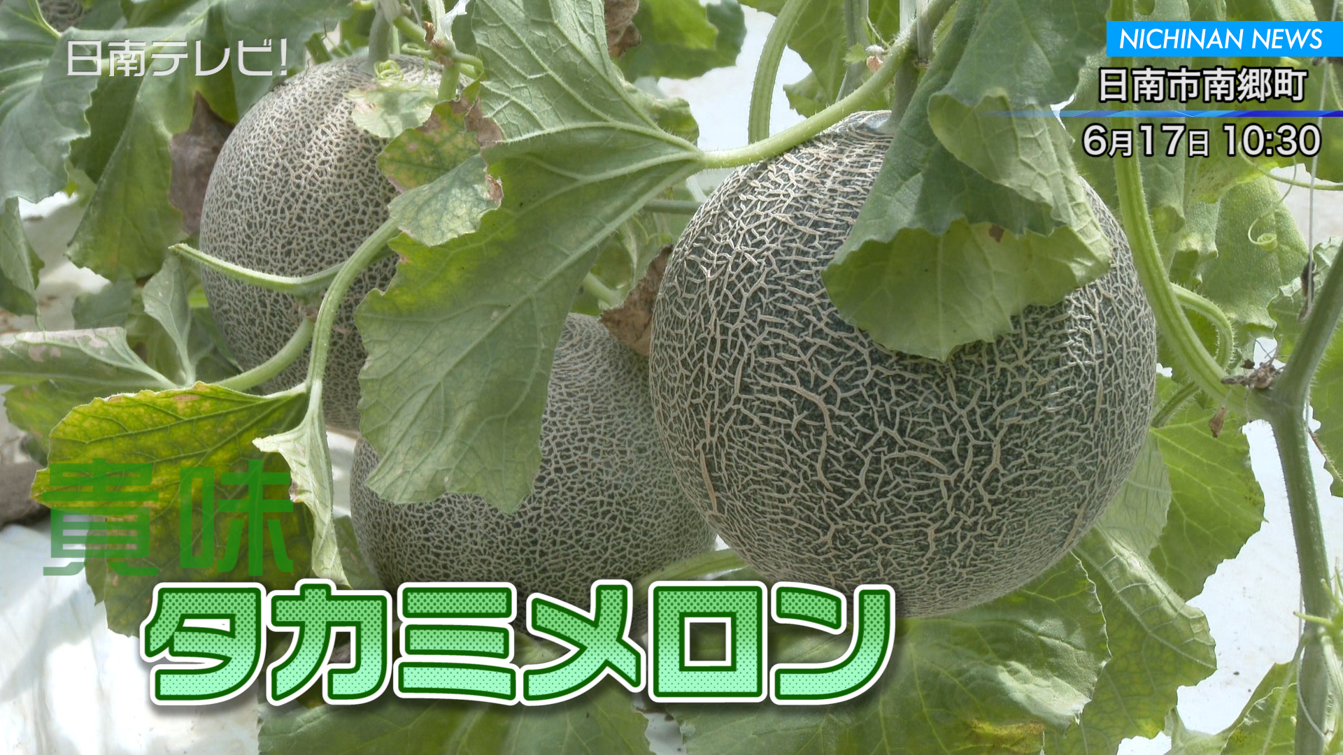 タカミメロンの収穫始まる