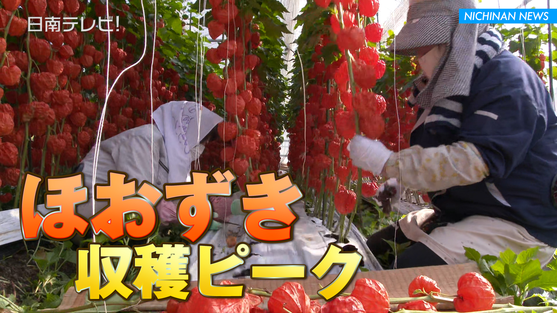 ほおずき収穫ピーク