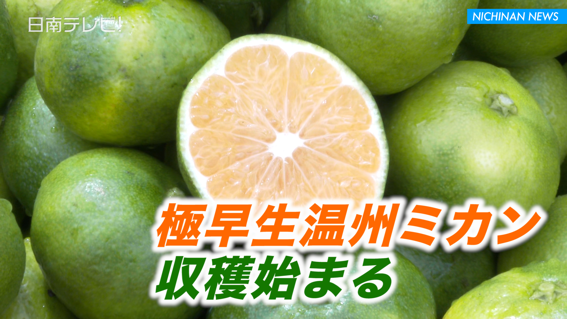 極早生温州ミカンの収穫始まる