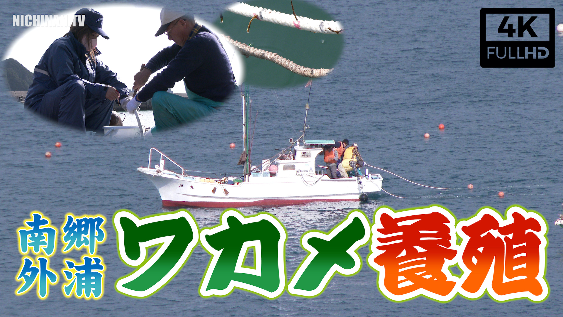 ワカメの養殖始まる