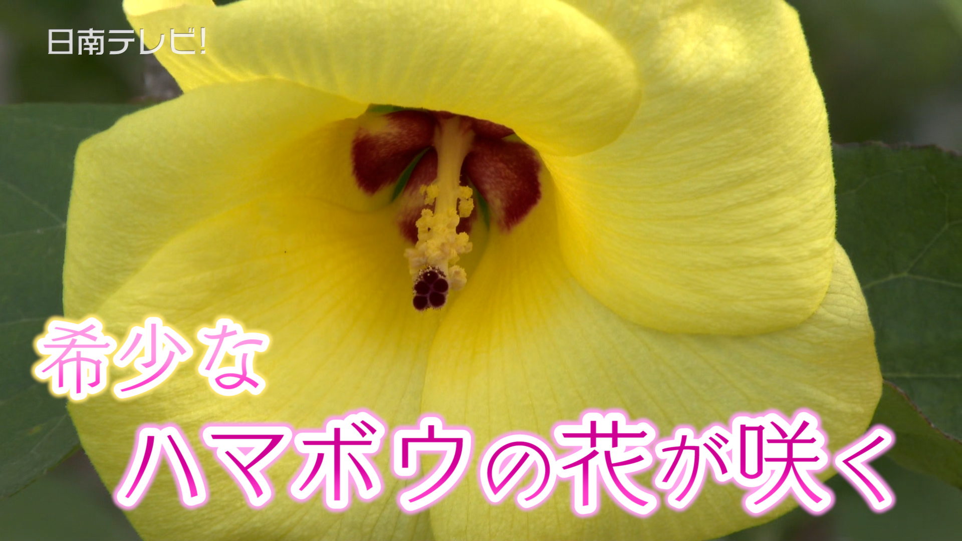 希少なハマボウの花が咲く