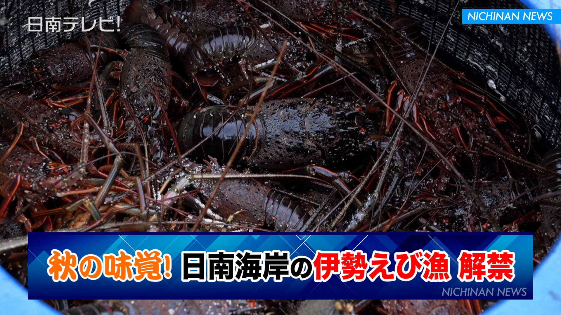 秋の味覚！日南海岸の伊勢えび漁解禁
