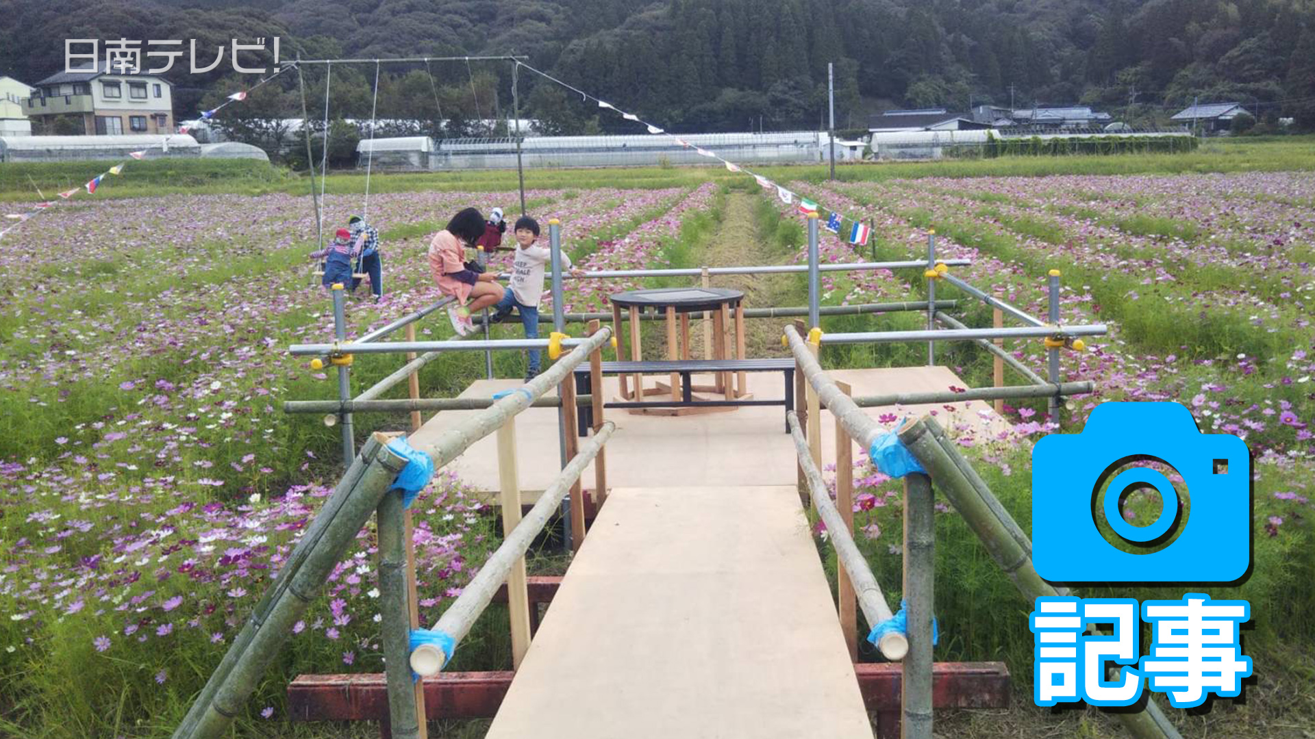 田んぼに咲くコスモスの花が見頃