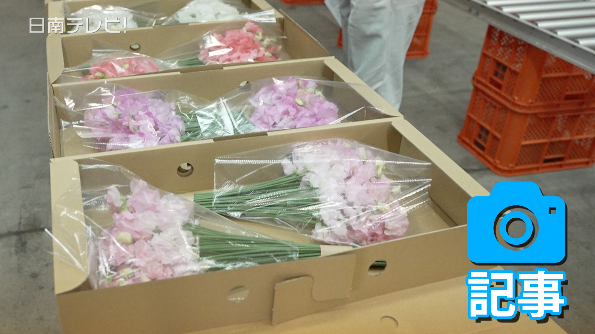 スイートピー出荷